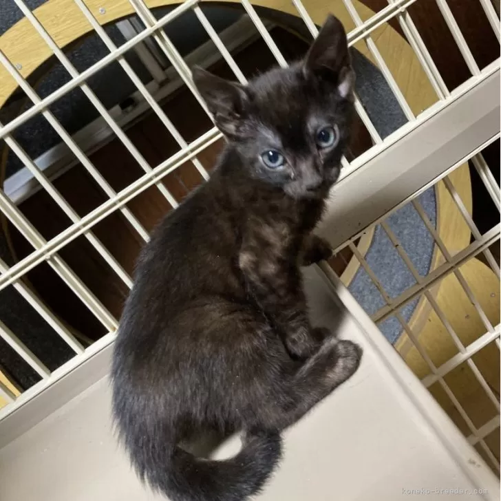 ID：2404-01279の子猫