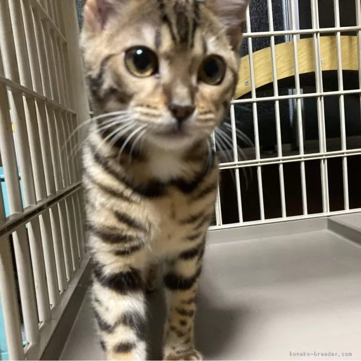 ID：2404-00619の子猫