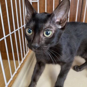 ベンガル【大阪府・女の子・2023年6月4日・ブラックスポテッドタビー】の写真「落ち着いた黒猫女子」