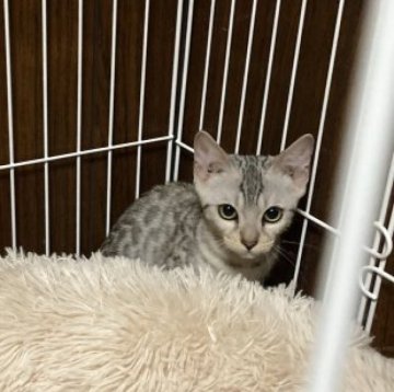 ベンガル【大阪府・女の子・2023年5月28日・ブラックシルバースポテッドタビー】の写真「人懐こくてハッキリした模様のシルバーです。」