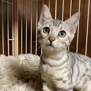 ベンガル【大阪府・女の子・2023年11月13日・ブラックシルバースポテッドタビー】の写真「値下げいたしました。美人さんな女の子です。」