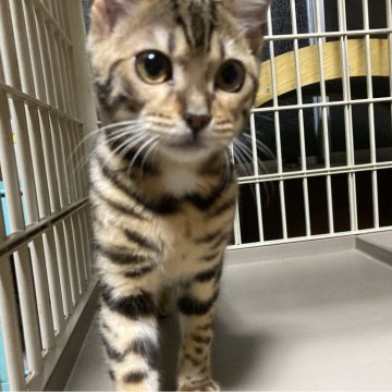 ベンガル【大阪府・女の子・2023年12月13日・ブラウンスポテッドタビー(ロゼット)】の写真「値下げ致しました。綺麗なロゼットのやんちゃな子。」