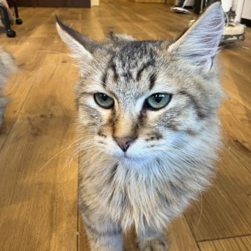 ピクシーボブ【大阪府・男の子・2025年5月1日・ブラックスポテッドタビー（ロングヘアー）】の写真「おとなしいけど　すごい遊んでくれて　人懐こい子です」