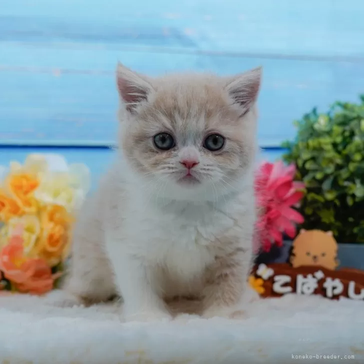 ID：2501-00080の子猫