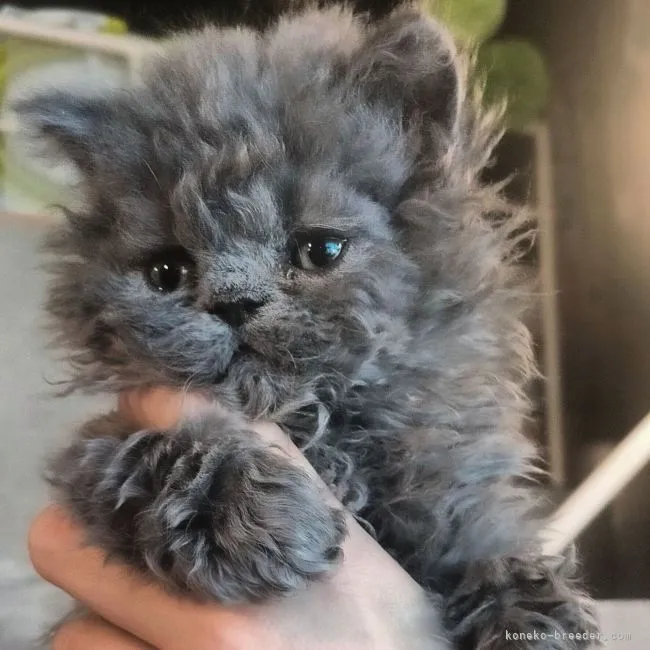 ID：2202-00211の子猫