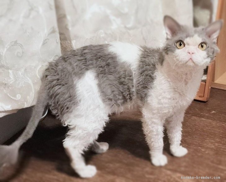 セルカークレックス【・男の子・2023年1月30日・ライラックアンドホワイト】