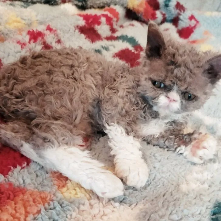 ID:2310-01116の子猫