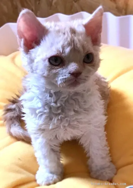 ID：2005-01529の子猫