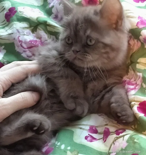 ID:2103-00056の子猫