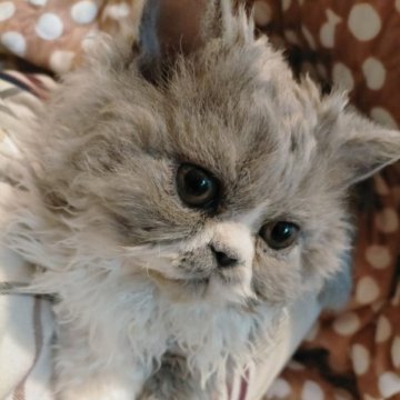 セルカークレックス【埼玉県・男の子・2023年7月26日・ライラックアンドホワイト（ショートカール）】の写真「巻きが強いくるくるぬいぐるみ」