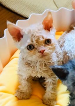 セルカークレックス【埼玉県・男の子・2020年3月19日・クリームタビー（クルクルショート）】の写真「クルクルショートのダッフィちゃんみたいな
男の子」