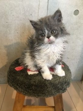セルカークレックス【埼玉県・男の子・2021年3月22日・ブルーアンドホワイト（ロングカール）】の写真「ハチワレのくるくる天使ちゃん👼」