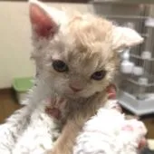 セルカークレックス【埼玉県・男の子・2020年3月19日・クリームアンドホワイト】の写真2