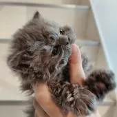 セルカークレックス【埼玉県・男の子・2021年12月4日・ブルー】の写真4