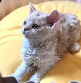 セルカークレックス【埼玉県・男の子・2020年3月19日・クリームアンドホワイト】の写真4