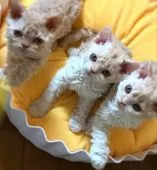 セルカークレックス【埼玉県・男の子・2020年3月19日・クリームアンドホワイト】の写真5