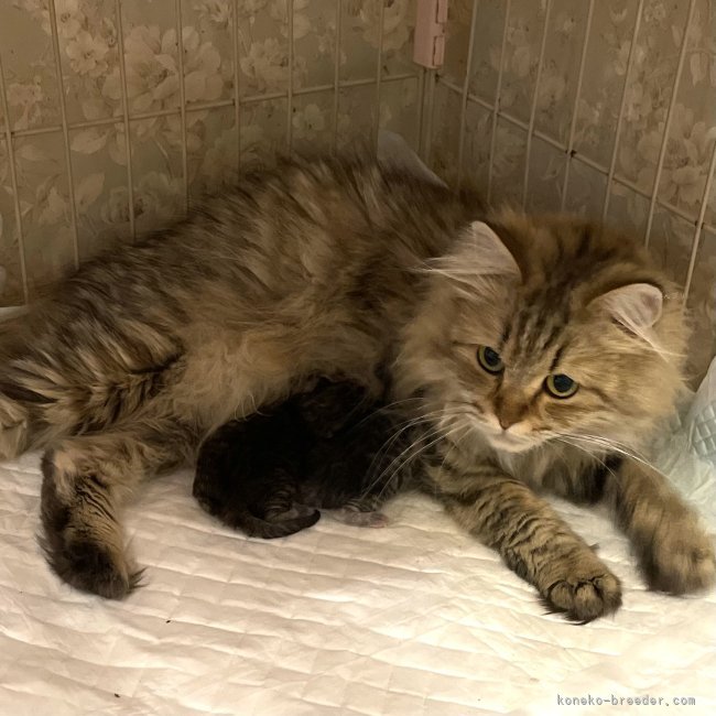 鈴木走ブリーダーのブログ：子猫産まれてます🤗