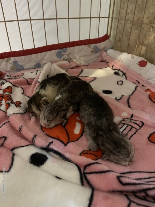 鈴木走ブリーダーのブログ：可愛さで有名な、みなみちゃんの子のオリビアが出座しました。