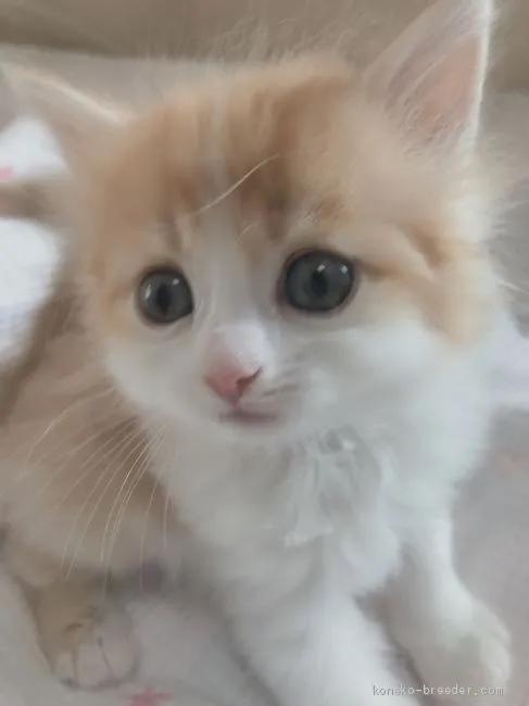 ID：2010-01900の子猫