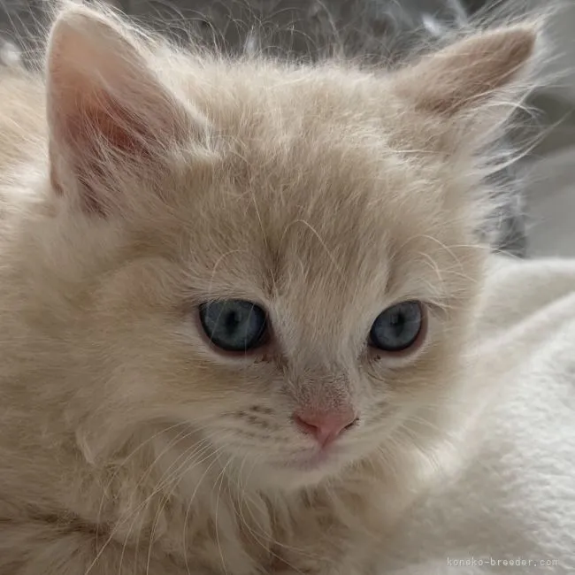 ID：2204-02821の子猫