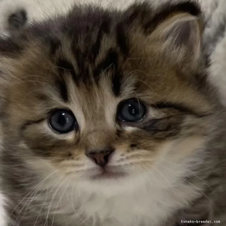 ID:2302-00794の子猫