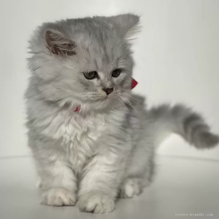 ID:2412-01390の子猫