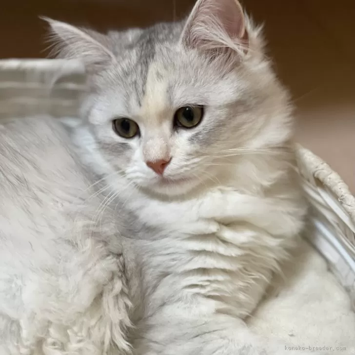 ID：2404-01649の子猫
