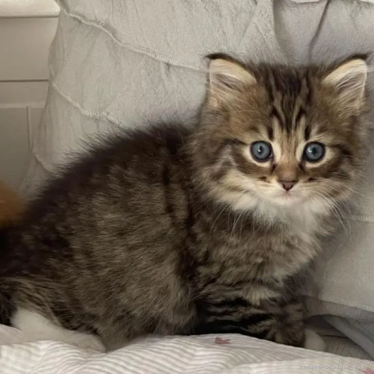 ID：2301-01163の子猫