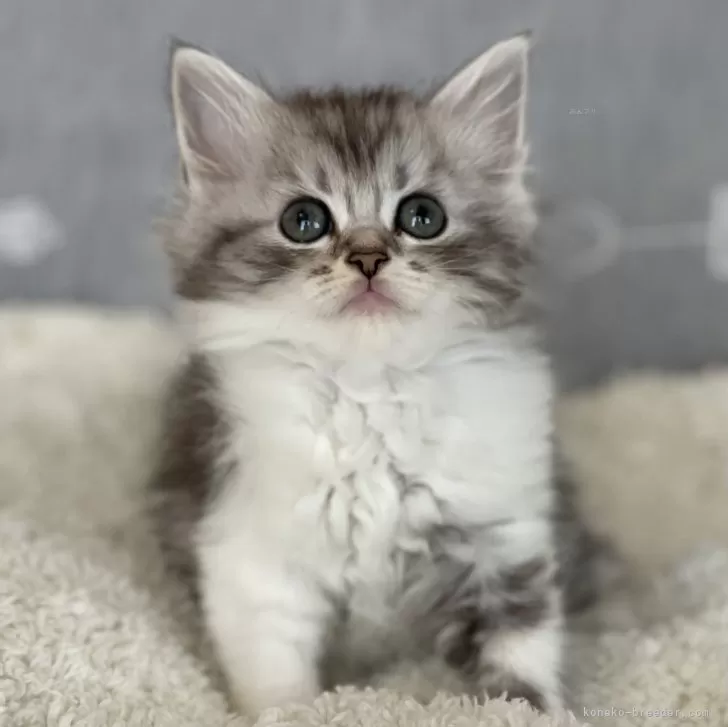 ID：2406-00264の子猫