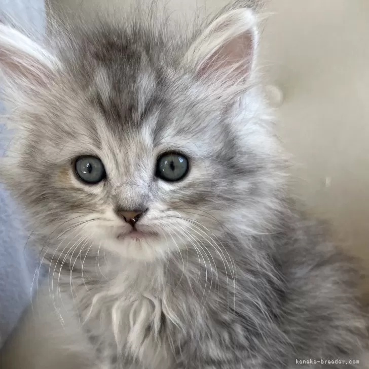 ID：2402-01093の子猫