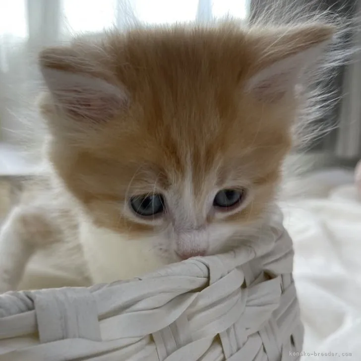 ID:2303-02583の子猫