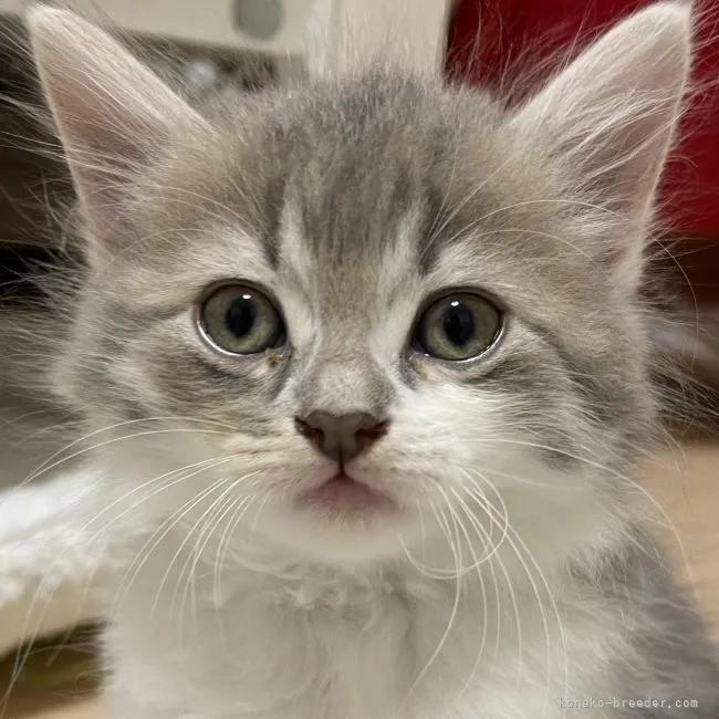 ID：2201-00693の子猫
