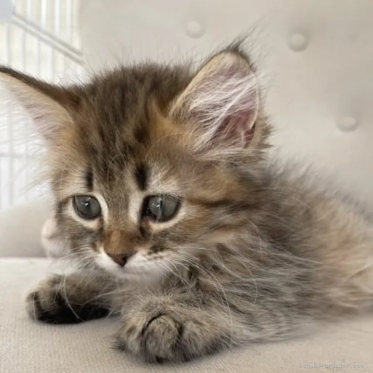 ID:2311-02530の子猫