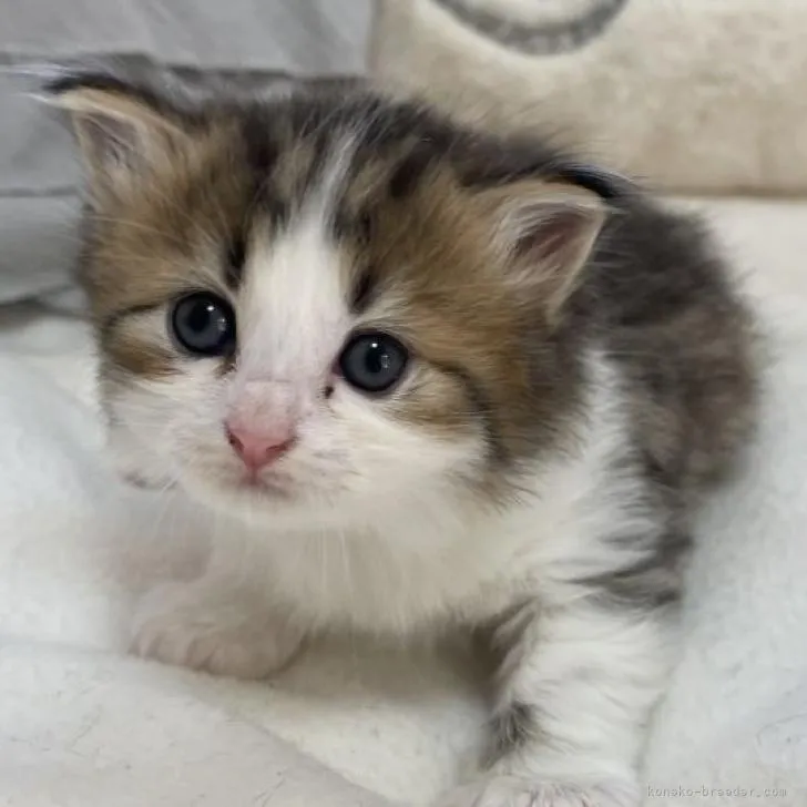 ID：2302-00792の子猫