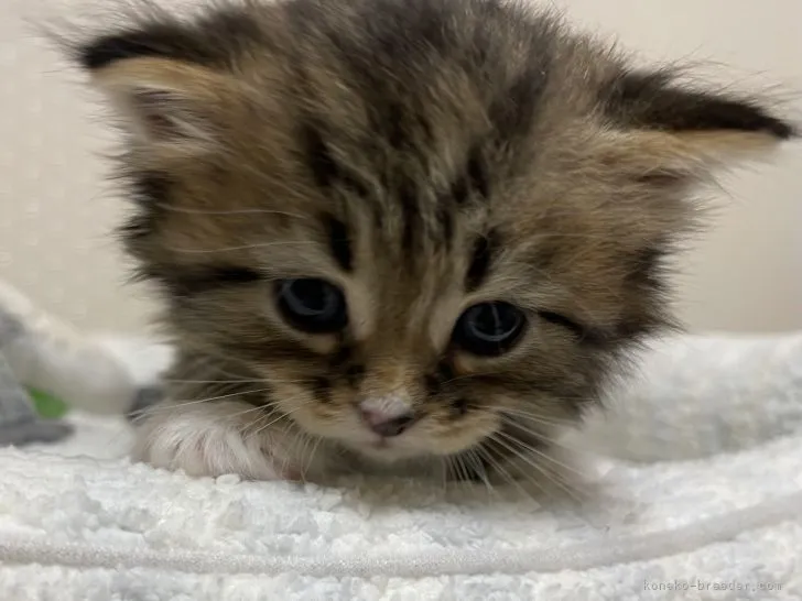 ID：2109-00151の子猫