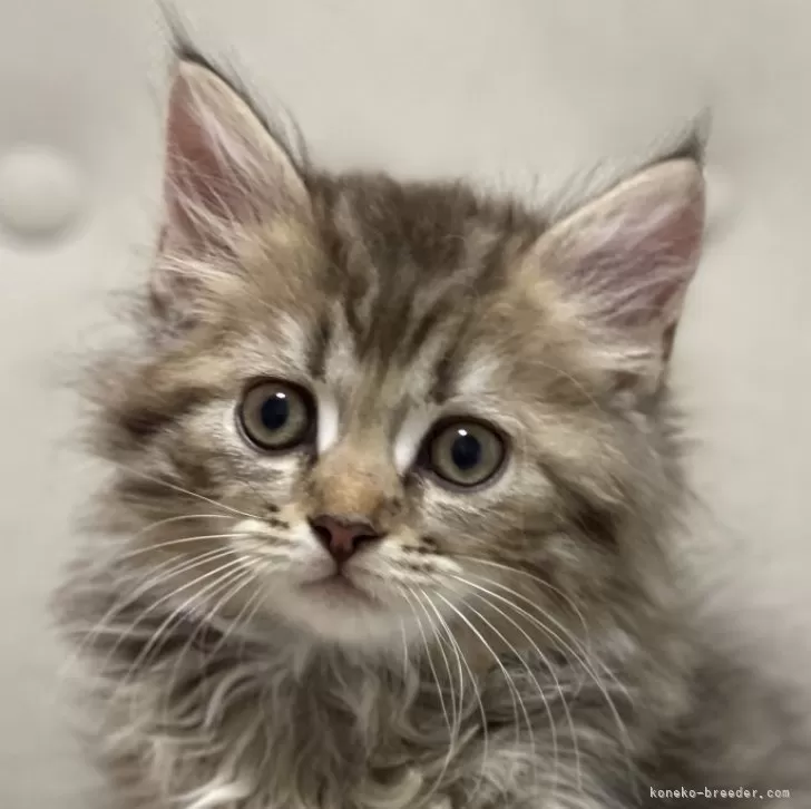 ID:2406-00267の子猫