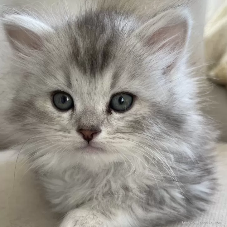 ID:2402-01099の子猫