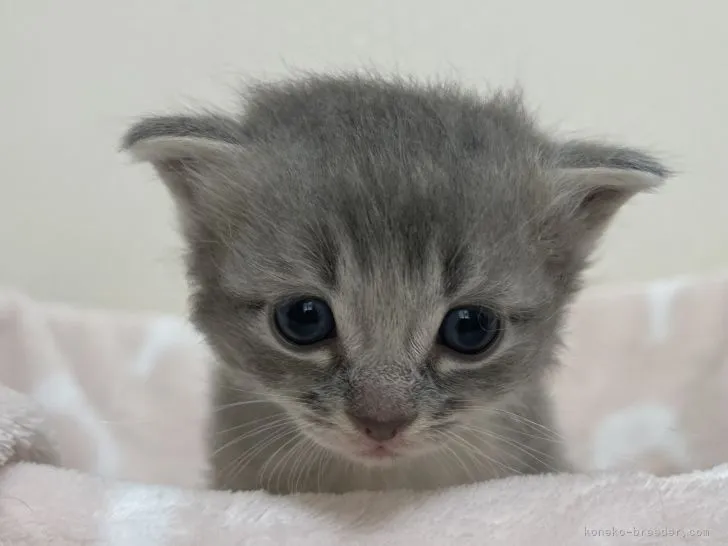 ID:2107-01115の子猫