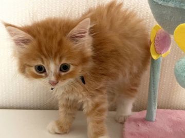 サイベリアン【埼玉県・男の子・2021年7月26日・レッドタビー&ホワイト】の写真「ふぁふぁの人懐こい可愛い子です🥰」