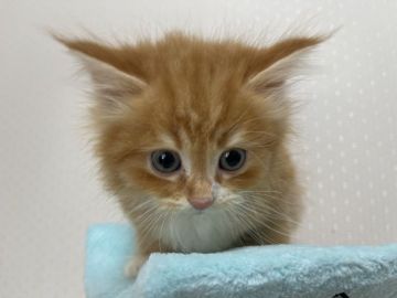 サイベリアン【埼玉県・男の子・2021年7月26日・レッド&ホワイト】の写真「人懐こくてよく遊ぶ可愛い顔の子です💕」