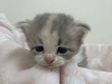 サイベリアン【埼玉県・女の子・2021年6月16日・ダイリュートキャリコ】の写真「ダイリュートキャリコの可愛い女の子」