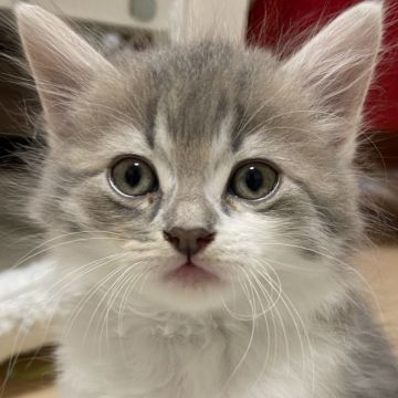 サイベリアン【埼玉県・男の子・2021年12月12日・ブルー&ホワイト】の写真「お父さん猫そっくりのメチャイケメンくんです」