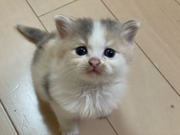 サイベリアン【埼玉県・女の子・2021年2月26日・ダイリュートキャリコ】の写真「可愛い顔で、大きくなります🎀」