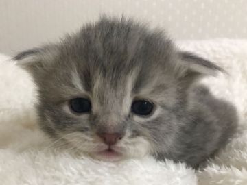 サイベリアン【埼玉県・男の子・2021年1月10日・ブルータビー】の写真「可愛いお顔で、ポンポコりんのお腹です。」