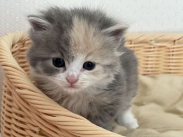 サイベリアン【埼玉県・女の子・2021年2月15日・ブルータビー（ロング）】の写真「モコモコで可愛いブルーの女の子💓」