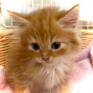 サイベリアン【埼玉県・男の子・2021年7月26日・レッドタビー&ホワイト】の写真「ふあふあの人懐こい可愛い子です💕」