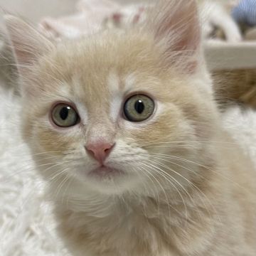 サイベリアン【埼玉県・男の子・2021年12月12日・クリームタビー】の写真「芸人のニューヨーク嶋佐さんにそっくりで可愛い子💕」