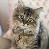 サイベリアン【埼玉県・女の子・2024年5月11日・ブラウンタビー】の写真1