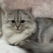 サイベリアン【・女の子・2024年9月7日・シェーデッドシルバータビー】