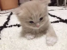 サイベリアン【埼玉県・男の子・2020年11月11日・クリームタビー&ホワイト】の写真2